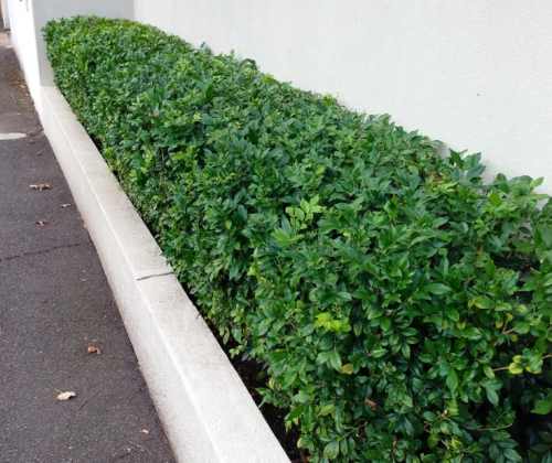 gardening services